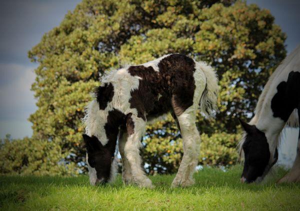 quality gypsy vanner in new zealand