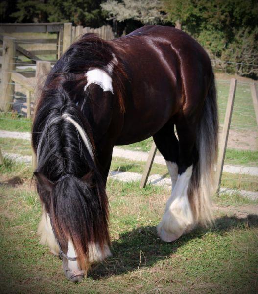 Brightwater gypsy vanner for sale