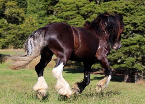 Brightwater gypsy vanner for sale