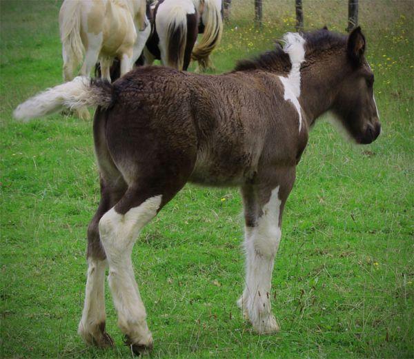 gypsy cob stallion