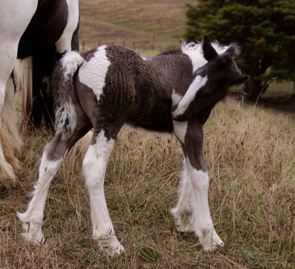 gypsy vanner colt for sale