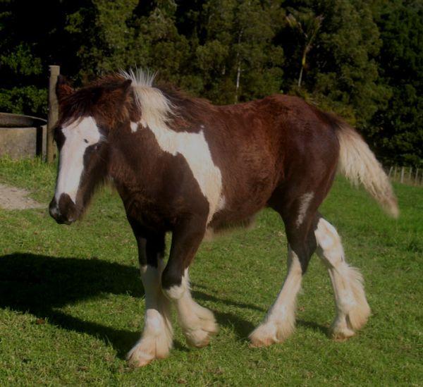 top quality gypsy vanner colt
