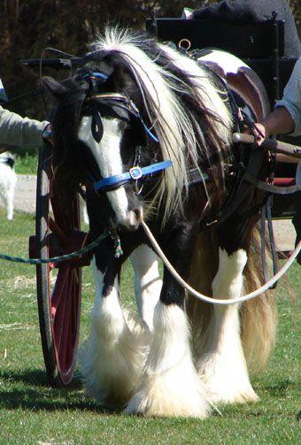 gypsy cob stallion