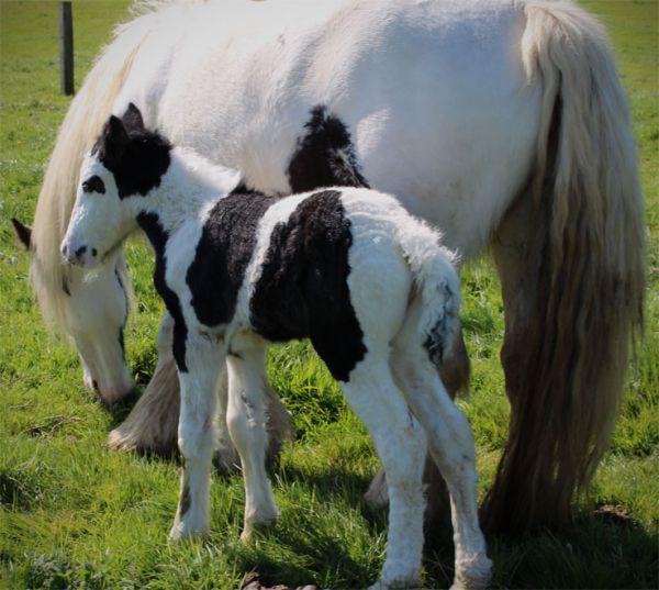 gypsy cob filly for sale