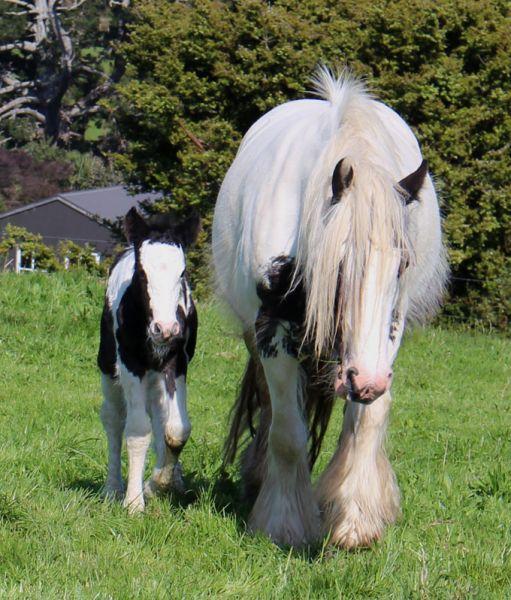 gypsy cob filly for sale