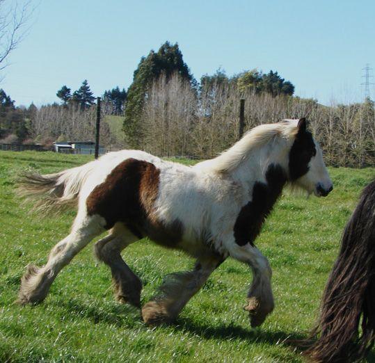 gypsy vanner pearl horse