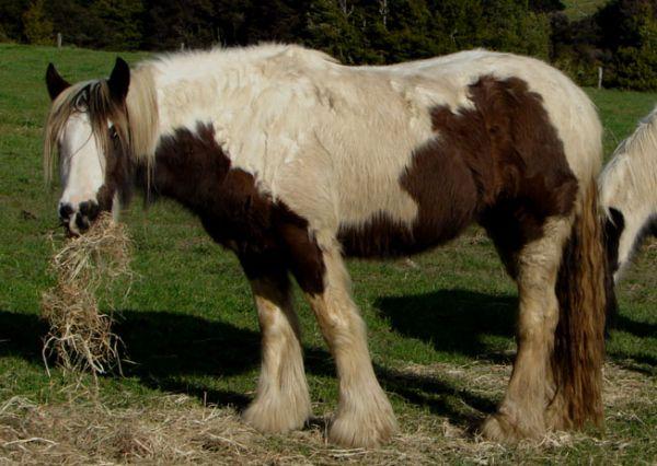 gypsy cob mare