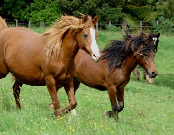 arab gypsy partbred mare