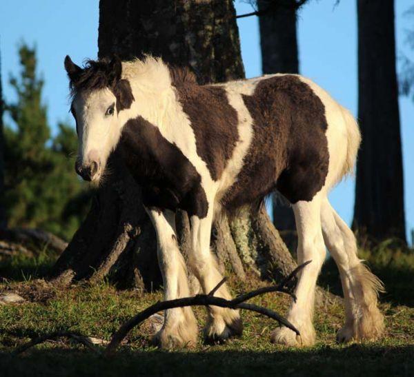gypsy vanner filly for sale