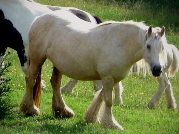 creme coloured gypsy vanner mare