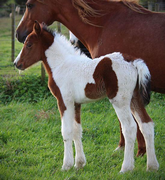 gypsy vanner filly cross for sale