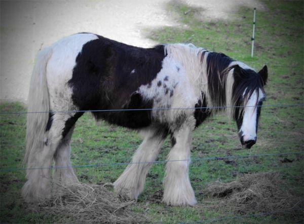 top quality gypsy vanner colt