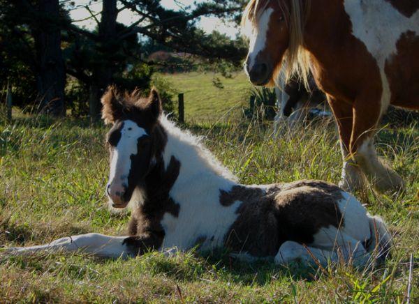 gypsy vanner gelding