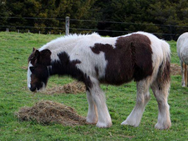 15.1 gypsy vanner gelding