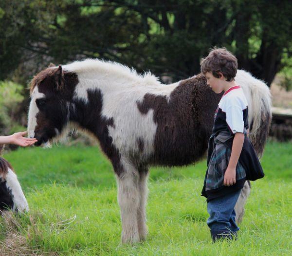 top quality gypsy cob gelding