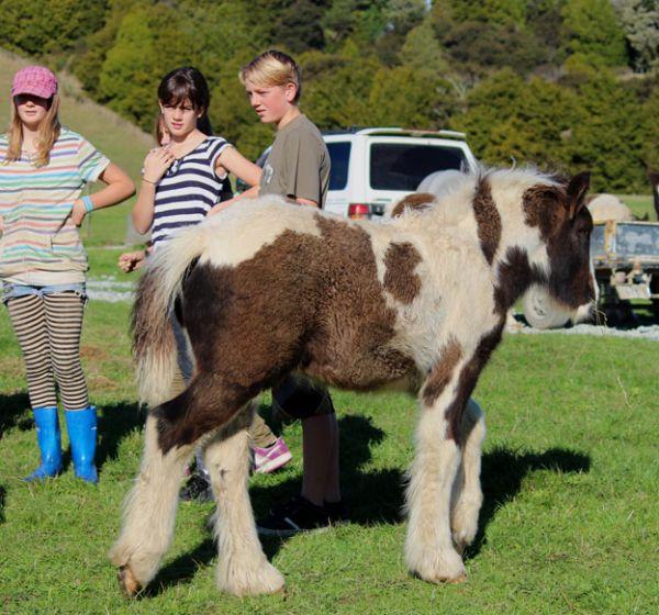 gypsy cob gelding