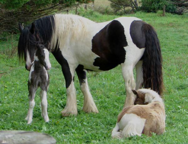 gypsy vanner colt