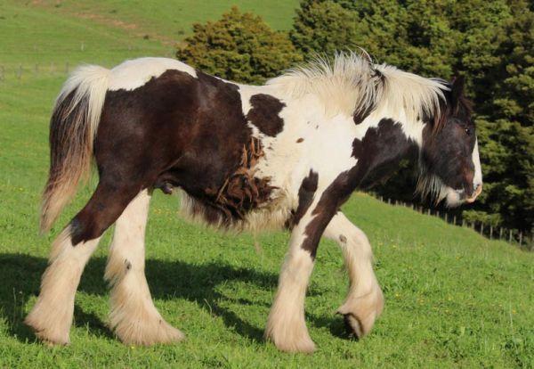 top quality gypsy vanner gelding