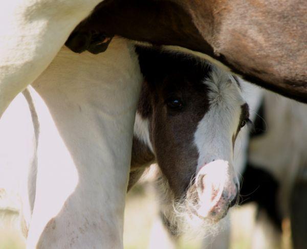 gypsy vanner colt