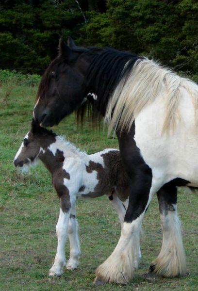 15.1 gypsy vanner gelding