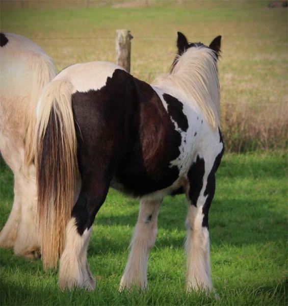 gypsy vanner cart horse