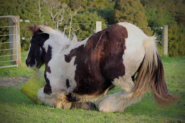 gypsy vanner colt