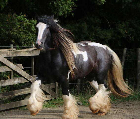 gypsy vanner stallion 