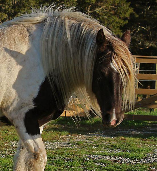 silver dapple gypsy vanner mare sire - Lenny stallion