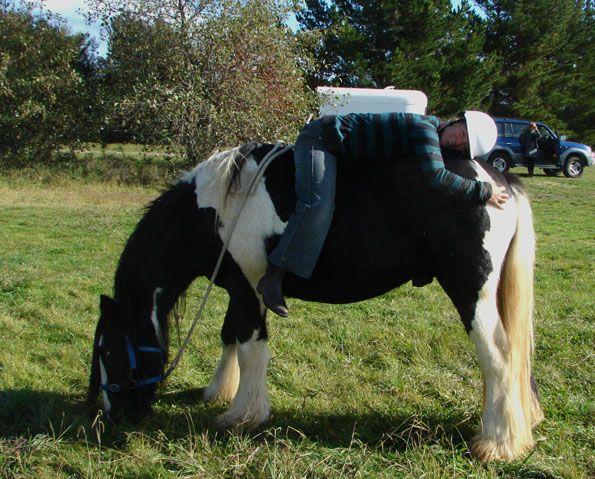 gypsy vanner stallion