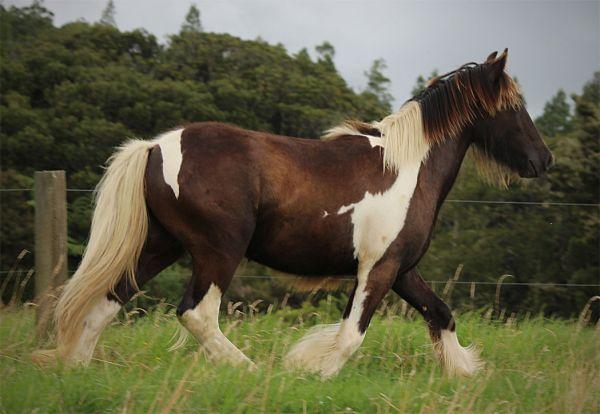 gypsy vanner for sale