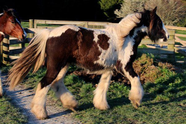 gypsy vanner colt