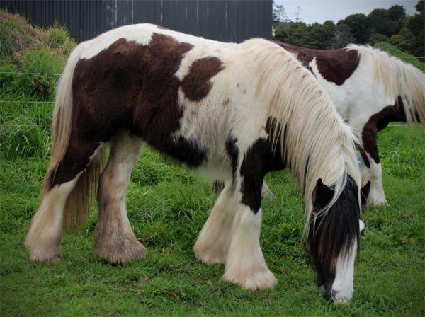 gypsy vanner gelding