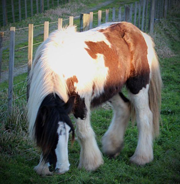 gypsy vanner colt