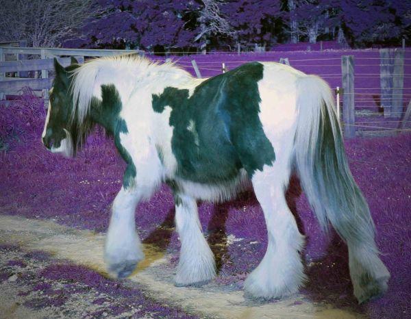 gypsy vanner gelding