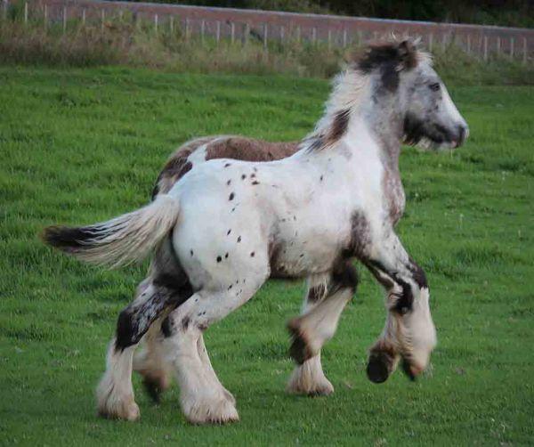 gypsy cob stallion in new zealand