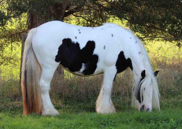 gypsy vanner mare for sale