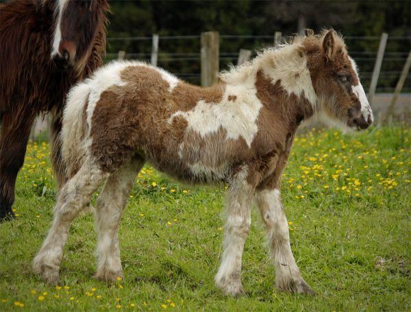 silver dapple gypsy vanner filly for sale 