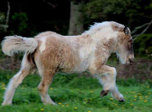 top quality silver dapple mare new zealand