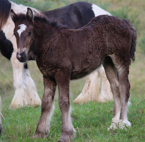 top quality gypsy vanner filly