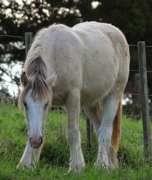 3/4 cross gypsy cob filly for sale