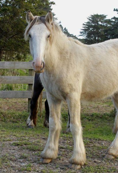 3/4 cross gypsy cob filly for sale