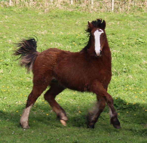 part bred gypsy cob filly