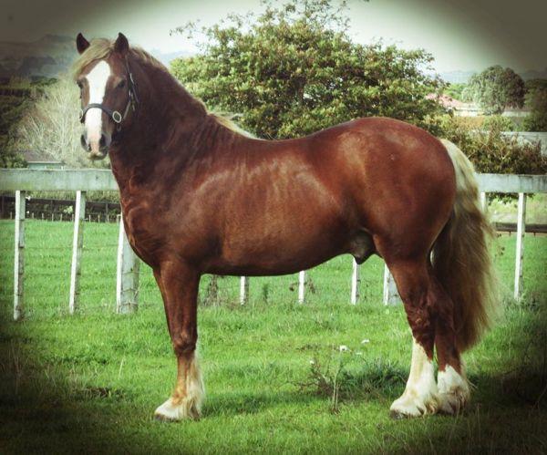 welsh c mare