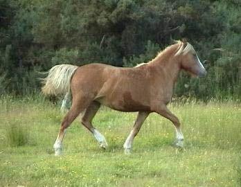 welsm C mare cross with gypsy cob