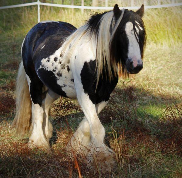 gypsy vanner homozygous stallion