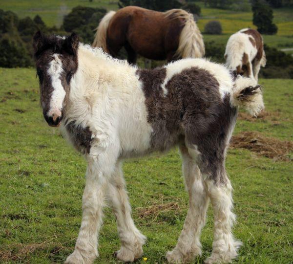 gypsy vanner for sale in New Zealand