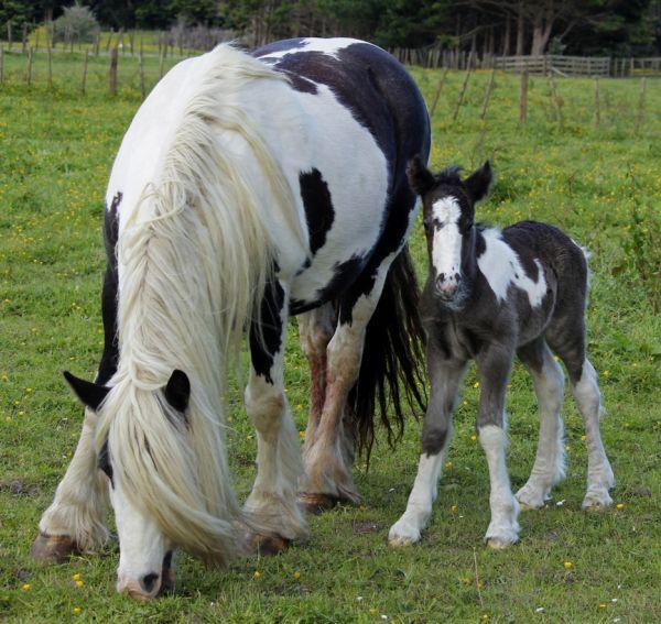 top quality gypsy vanner filly for sale
