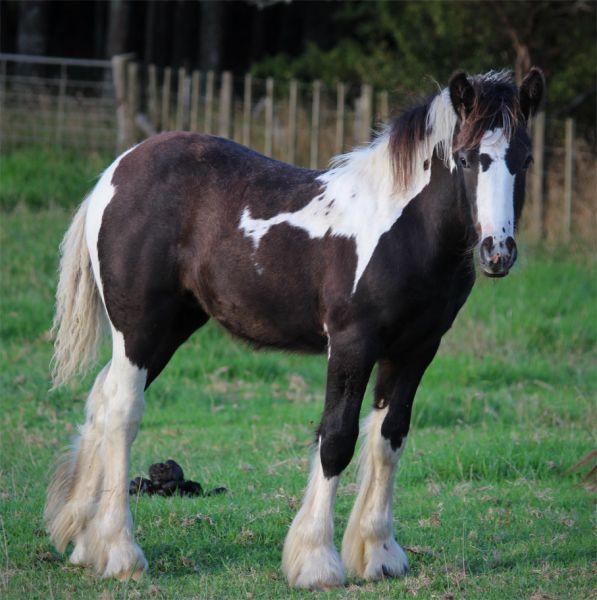 gypsy cob mare 15 hh