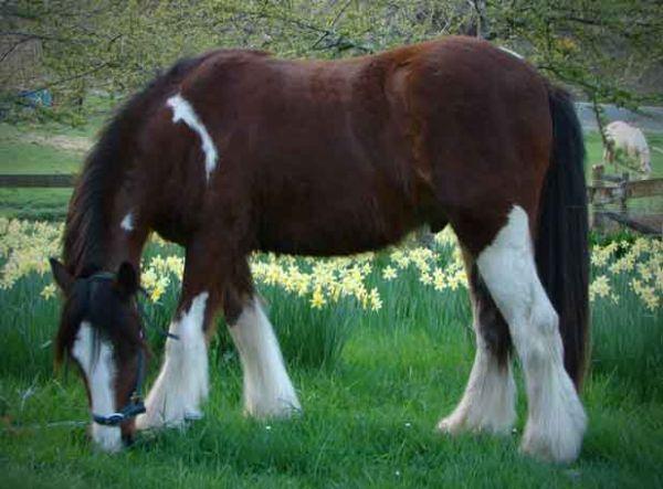 1/2 cross gypsy vanner with feather