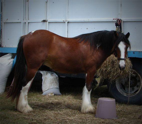 1/2 cross gypsy vanner with feather